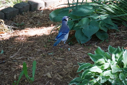DSC01740